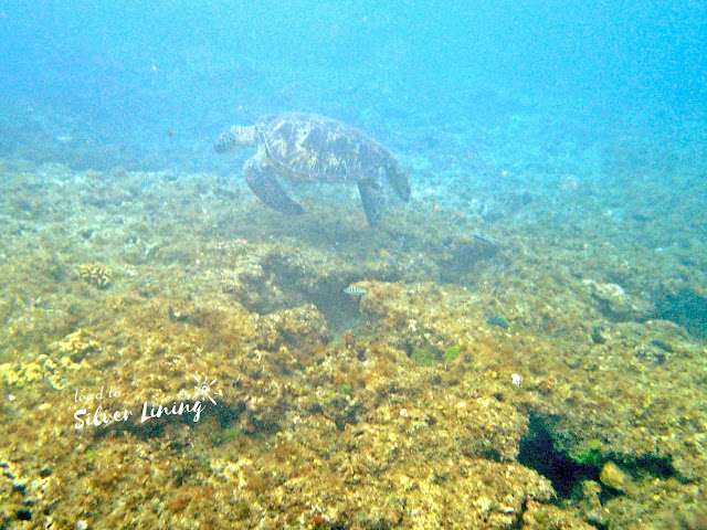 小琉球浮潛看見海龜