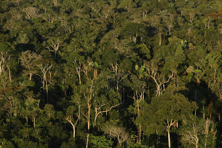 Floresta Amazônica no Brasil