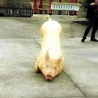 holy pig seen kneeling before the Buddhist temple as the monks chant religious scripts to the holy animal via geniushowto.blogspot.com rare animal pictures