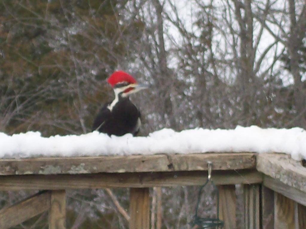 Intuitive Value Homemade Suet for Woodpeckers