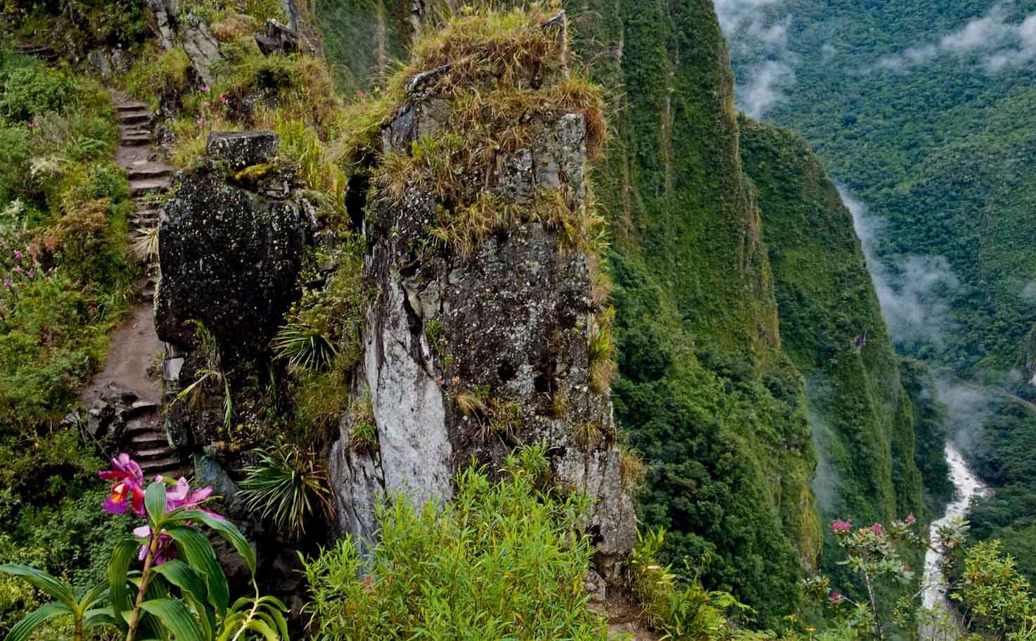 Орхидея machu Picchu