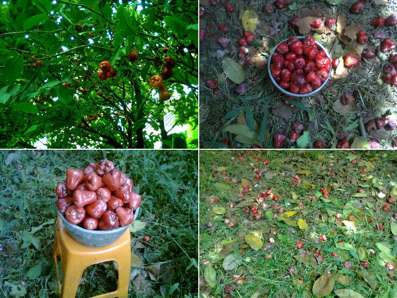 Selintas Sejenak: POHON JAMBU AIR PRODUKTIF