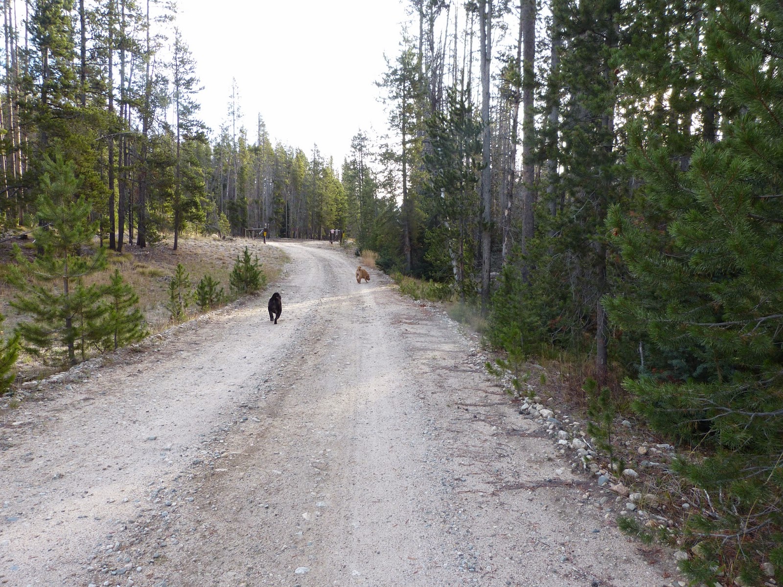 Escape to Idaho's Wilderness: A Guide to Iron Creek Campground