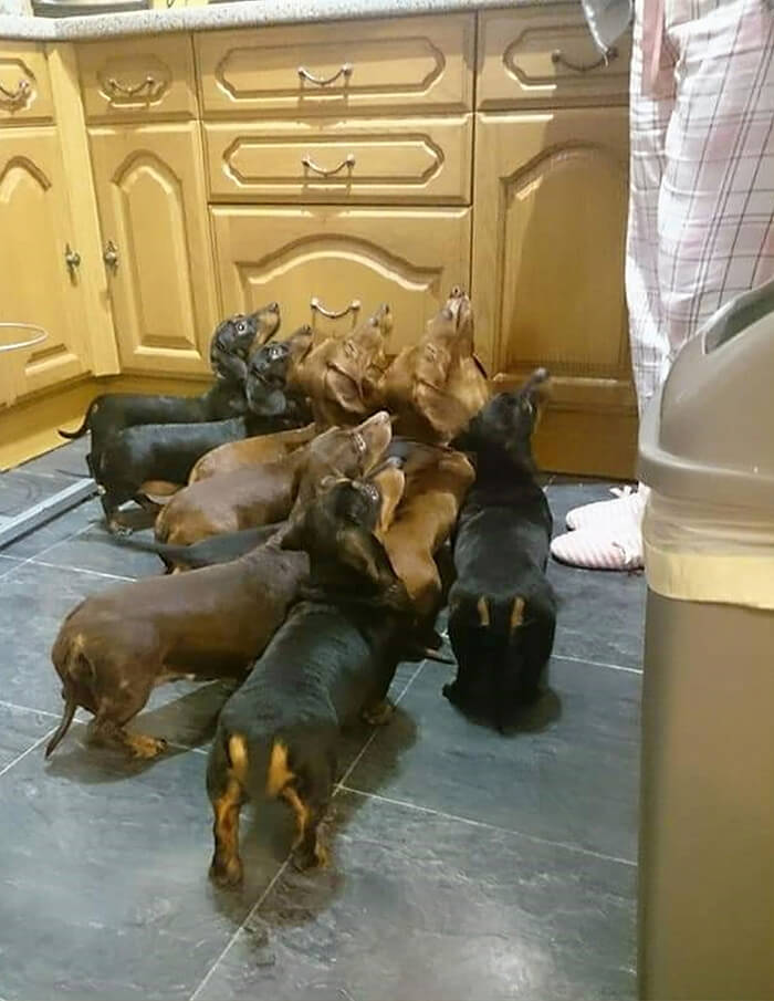 A Teenager Got An Adorable Shot Of His 16 Dachshunds After A Friend Told Him It’s Impossible