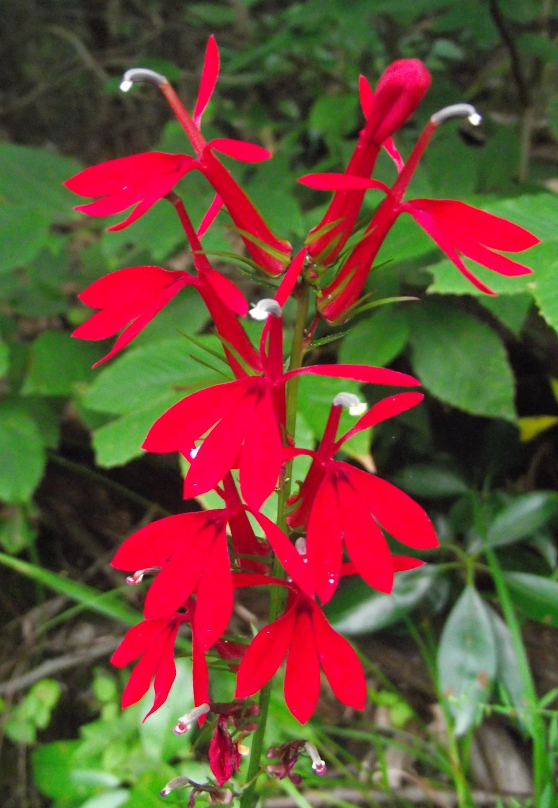 Wild Bee: Cardinal Flower