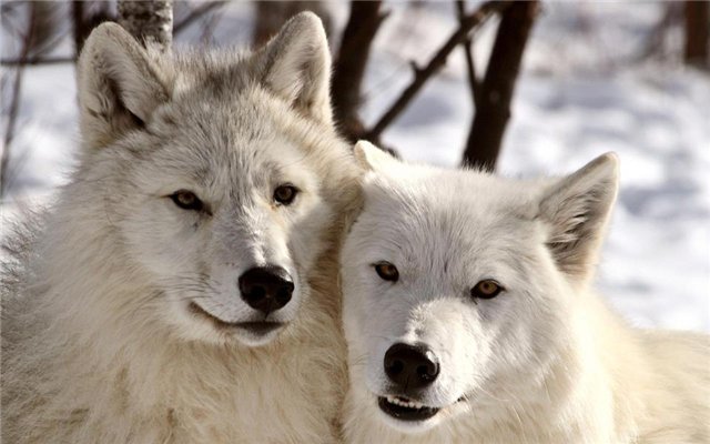 White Wolf : 15 Photos of the Most Amazing Animal in Alaska - Arctic ...