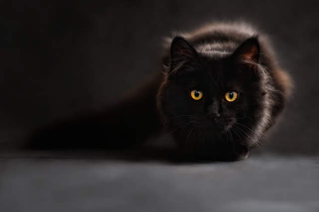 Fakta Menarik Tentang Kucing