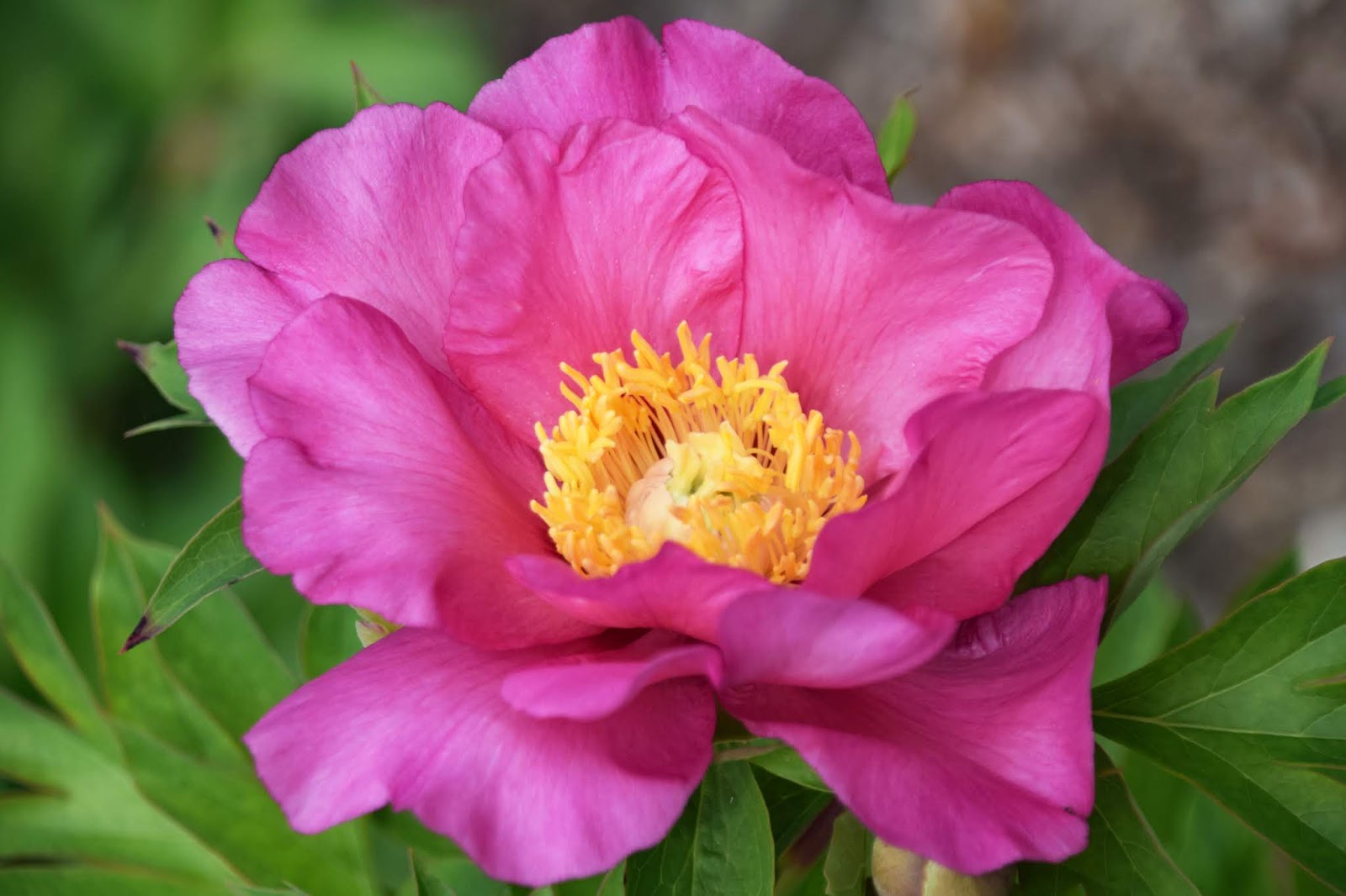 Southern Peony 2020 Intersectional Peony Blooms Week 5 Late Mid