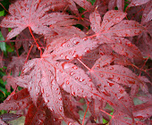 6: Red Leaves