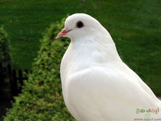 صور طيور جميلة وصور طيور جميلة صور طيور جميلة وصور طيور جميلة