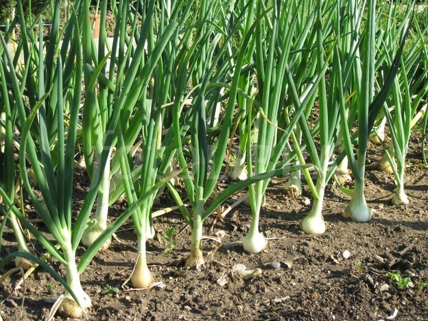 چۆنیەتی چاندنی پیاز 594024-onions-growing