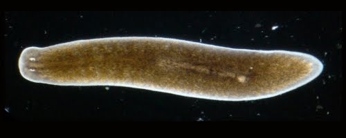 a planaria tej parazita vagy sem hidegen füstölt makréla paraziták