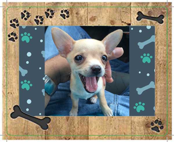 Mascota para el hogar Chihuahua de bolsillo - Morita