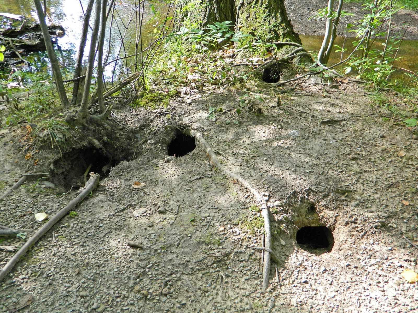 Jax Stumpes Nature in Shaker Heights, OH (8/2013)