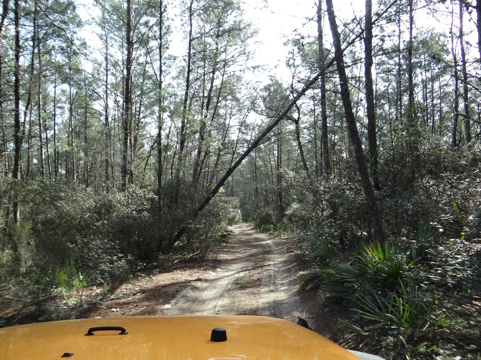 Walkabout With Wheels Blog Off Roading in Ocala National Forest