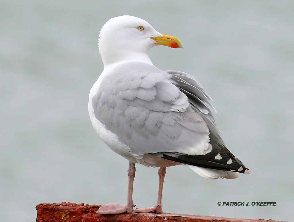 Raw Birds EUROPEAN HERRING GULL (Larus argentatus ssp. L. a. argenteus
