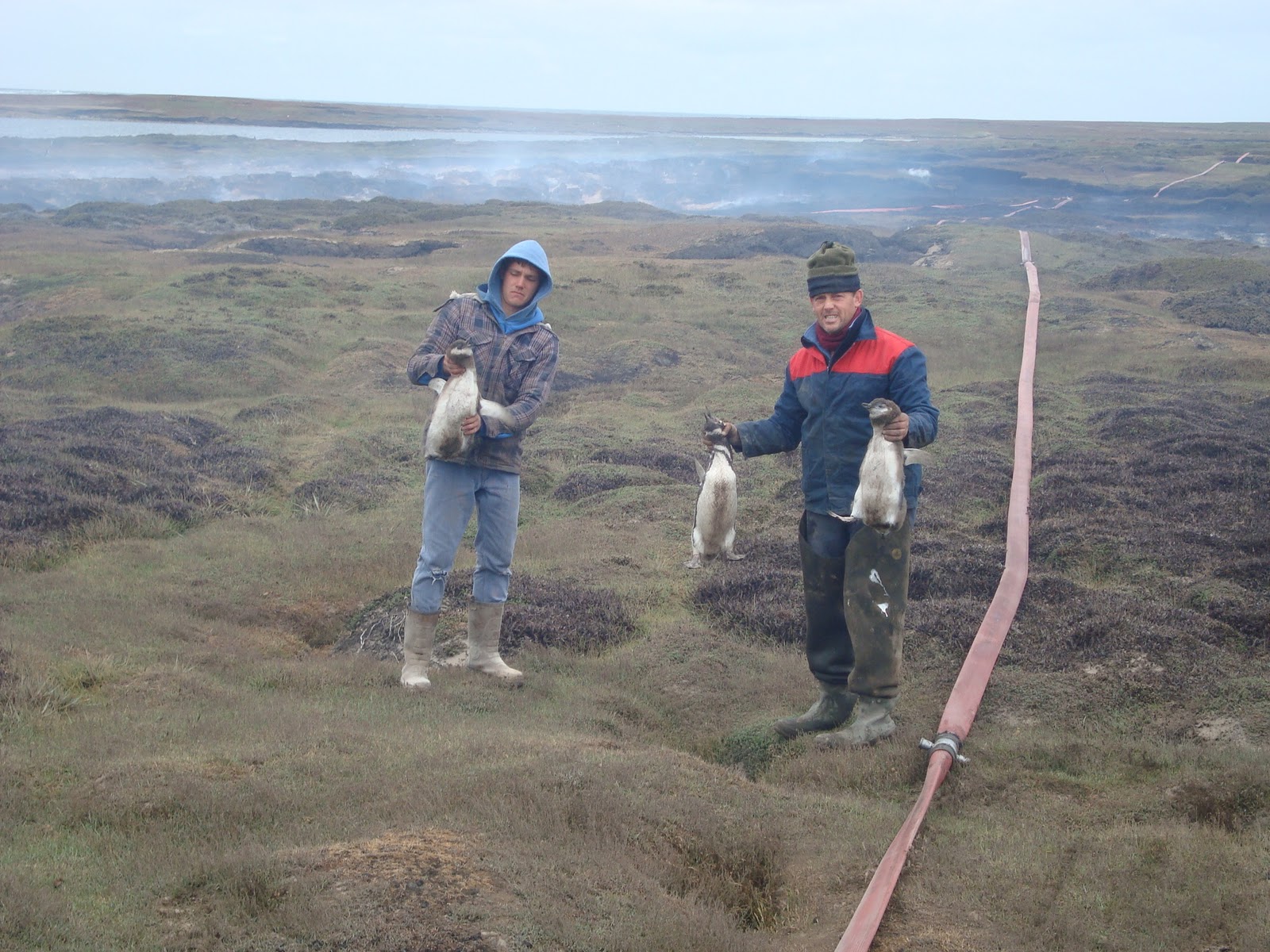 Island farming in the Falkland Islands minginthefalklandislands