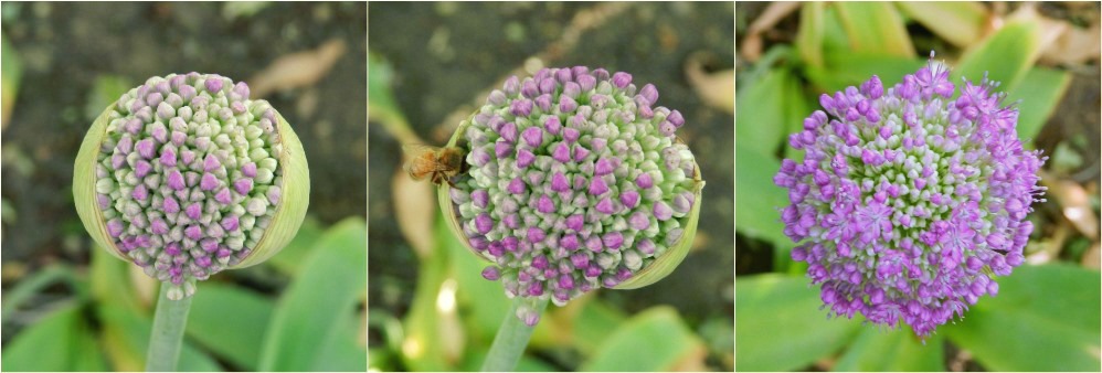 Progression of Allium Flowers Photography