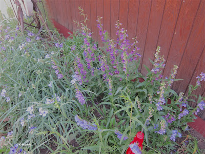 spiderwort, Tradescantia and beardtongue, Penstemon spiderwort, Tradescantia and beardtongue, Penstemon