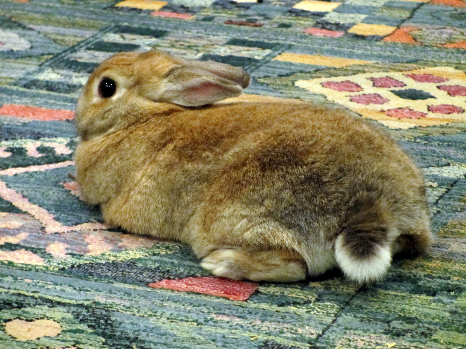 Rabbit Ramblings: Bunny watching TV