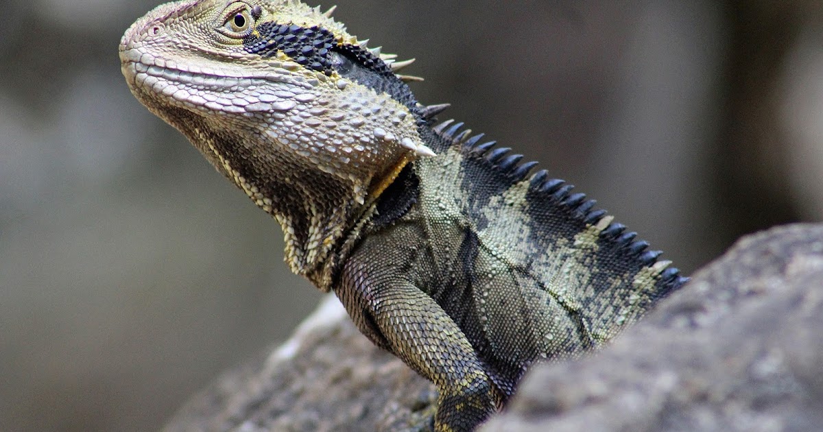 Water Dragons of Queen Mary Falls, Killarney