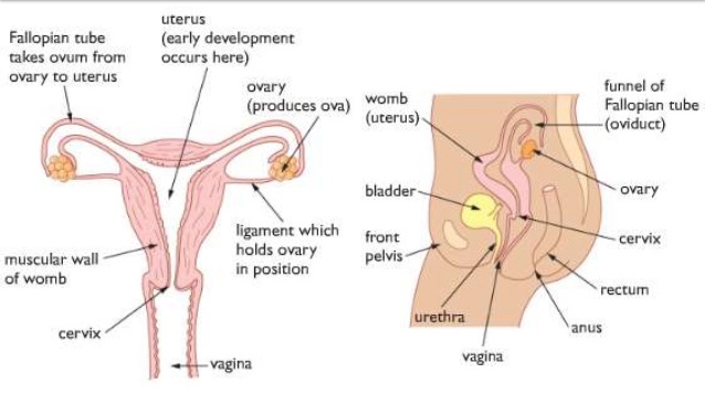 Increasing world temptratures prevented male dinosaurs from producing sperm Erotic stories xxx dad sis