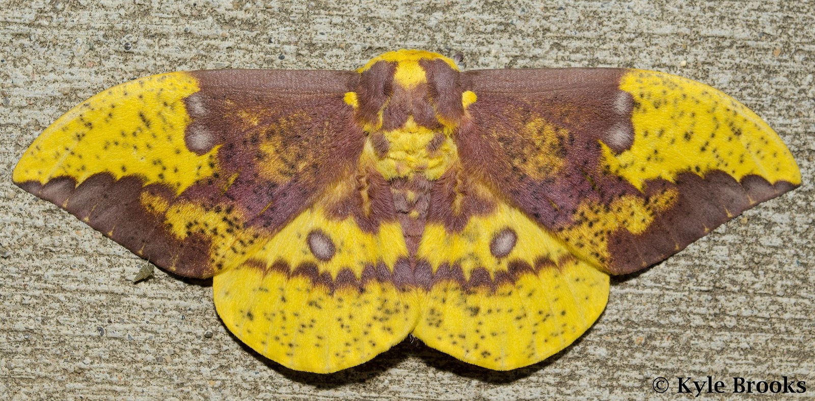 Imperial Moth 
