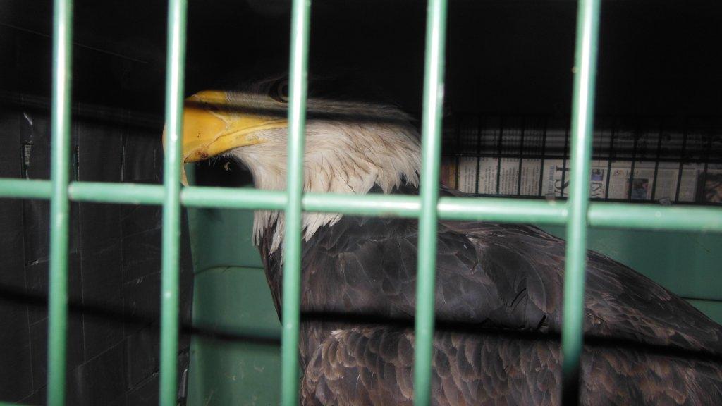 Taking Flight Staten Island Zoo Bald Eagle Iwrc Conference