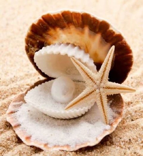 Κοχύλια Βότσαλα Μπουκάλια