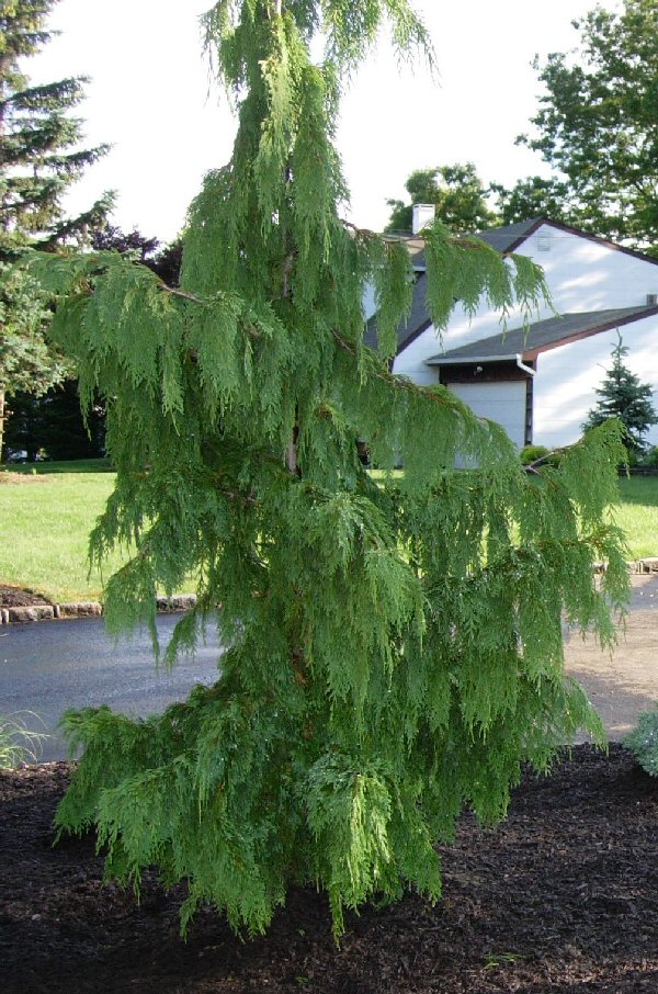 A GUIDE TO NORTHEASTERN GARDENING Weeping Evergreens in the Landscape