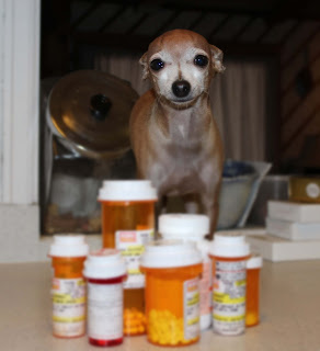 Little dog with many bottles of pills