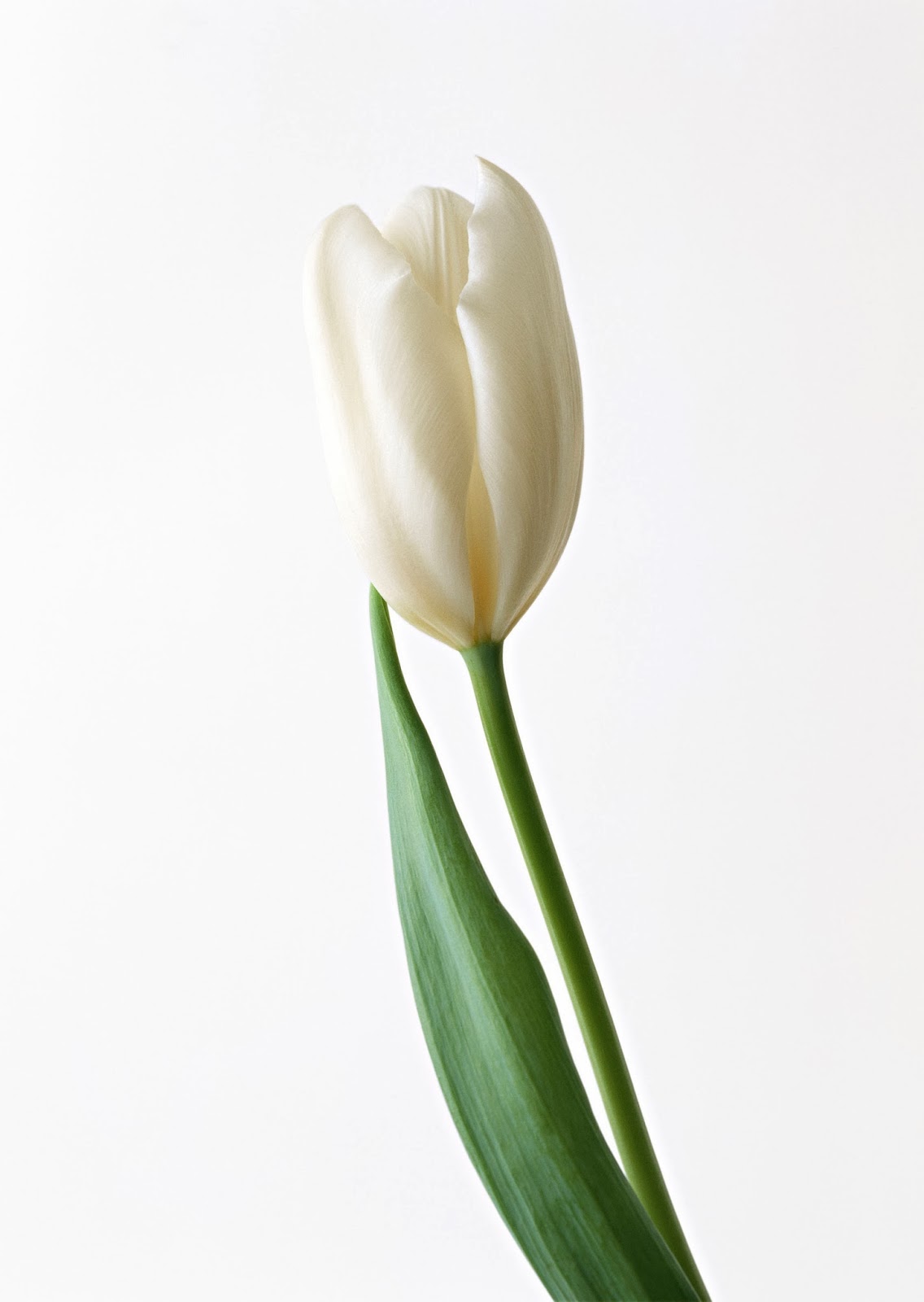 весенний букет без фона. тюльпаны на белом фоне. белый тюльпан рисунок. белые тюльпаны акварель. тюльпаны на прозрачном фоне.