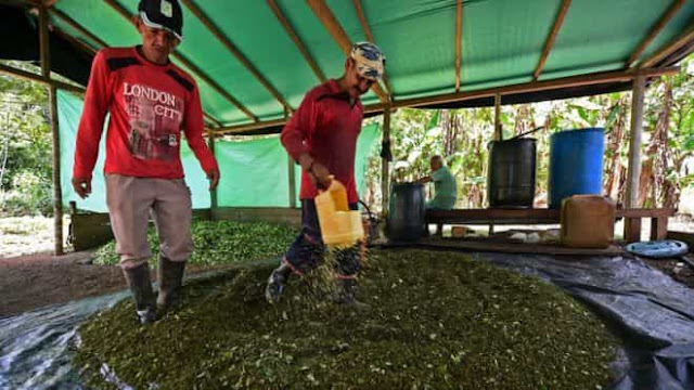 Colombia is using drones to poison cocaine crops Colombia is using drones to poison cocaine crops