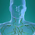 Shotty lymph nodes - Size, Neck, Groin area