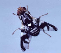 Apple Maggot Fly Apple Maggot Fly