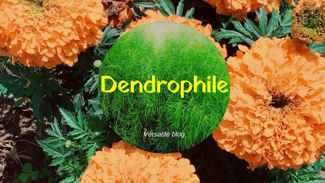 8 Words for nature lovers Dendrophile