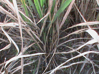 CITRA BUANA PERSADA (CBP): Wereng Coklat (Nilaparvata lugens)