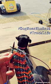 Knitting at the race track with doberman puppy