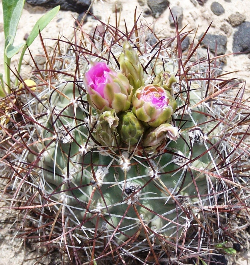 Colorado Mountain Gardener Cactus a Beautiful Colorado Native Flower