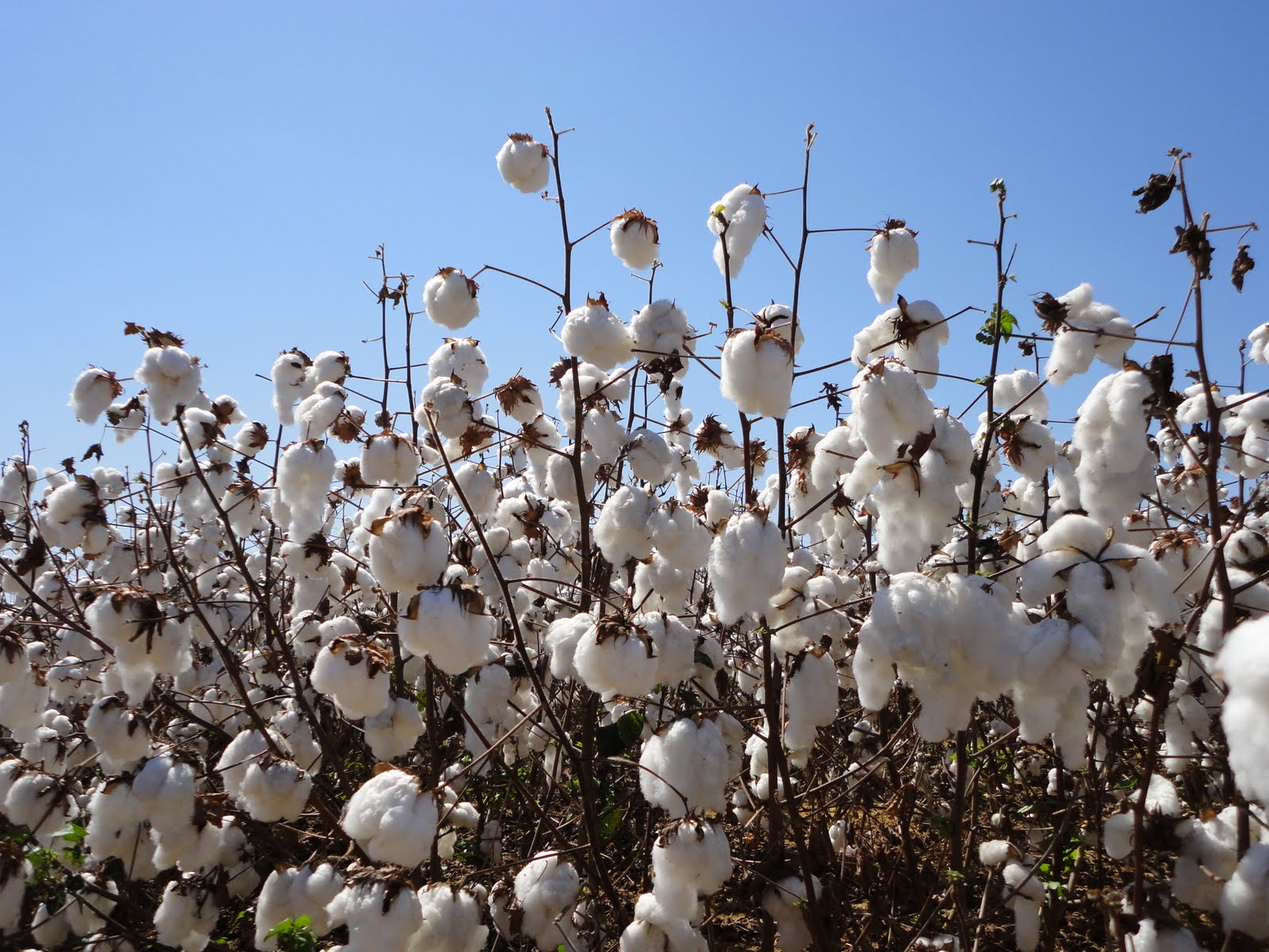 BRAZIL NATURE Algodão no Cerrado Brasileiro Cotton in the Brazilian Cerrado