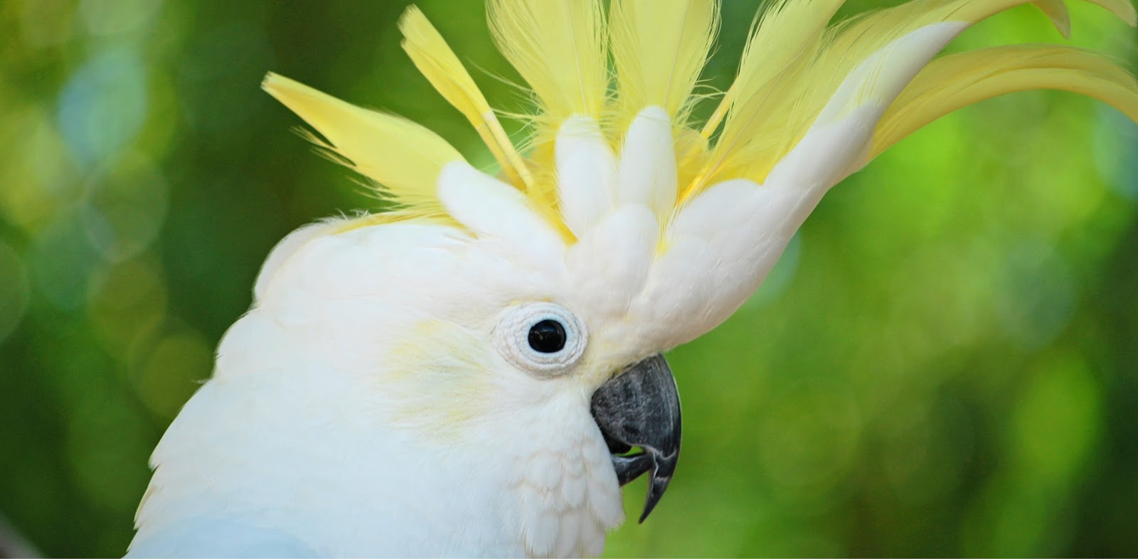 Parrot. White Parrot with yellow feathers on a head , #Ad, #White