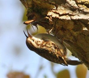 Treecreeper