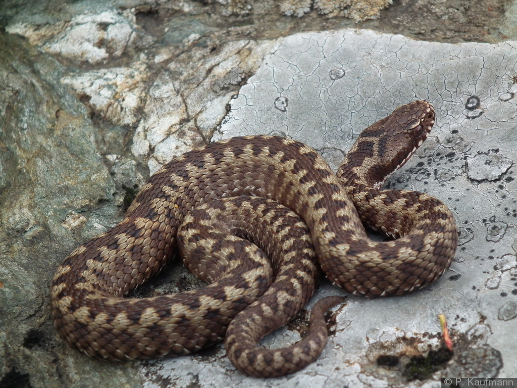 Какие змеи описания и фото. Гюрза Vipera lebetina. Степная гадюка Гюрза. Ядовитая змея Гюрза. Гадюка Лотиева.