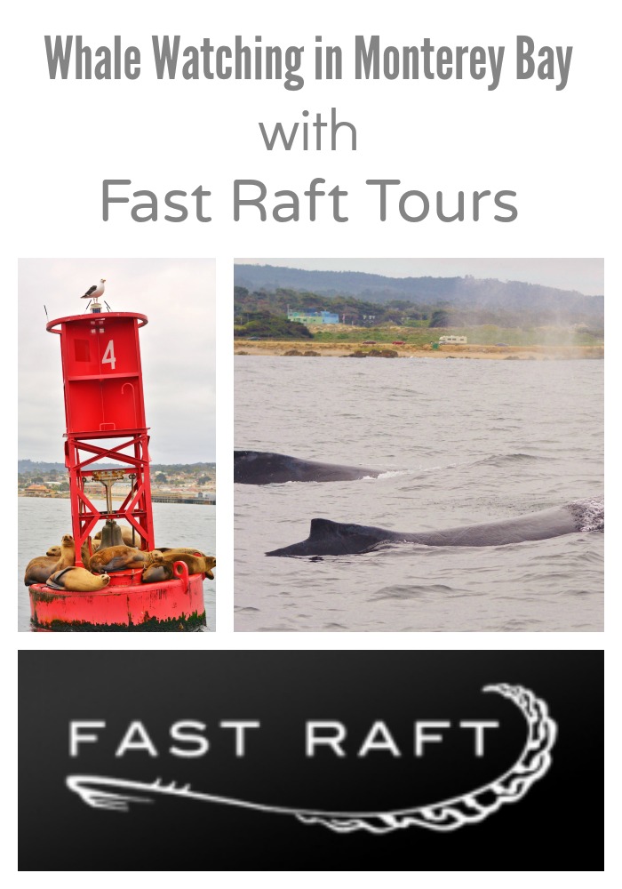 fast boat whale watching monterey life with 4 boys whale watching in monterey with fast fast boat whale watching monterey life with 4 boys whale watching in monterey with fast