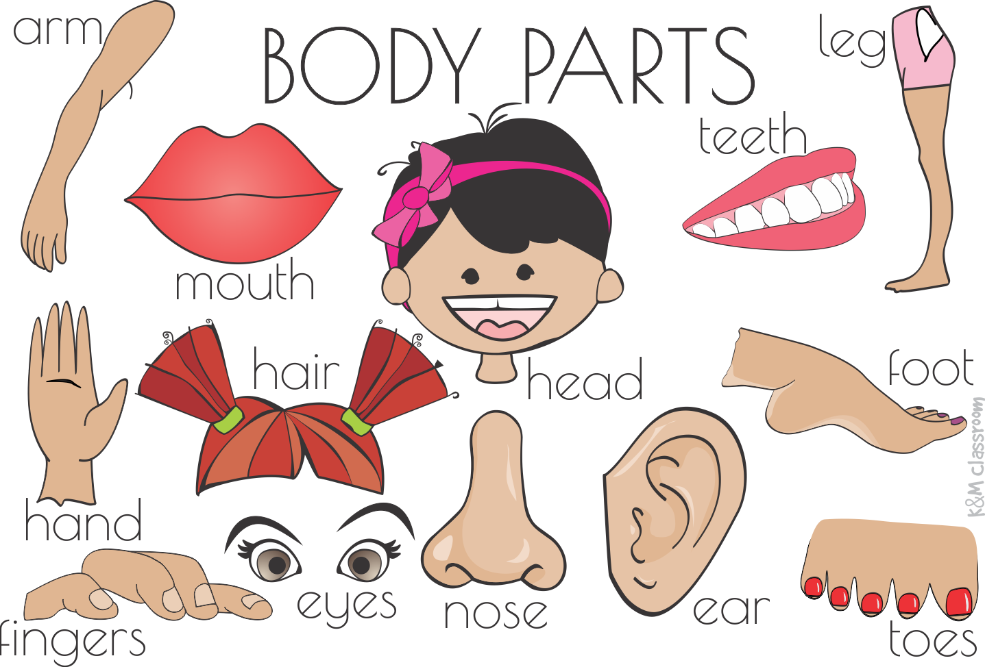 Body Parts Flashcards Free Printable Printable Word Searches