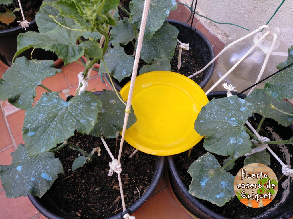 Huerto Casero de Quiquet Trampas cromáticas para insectos voladores Huerto Casero de Quiquet Trampas cromáticas para insectos voladores