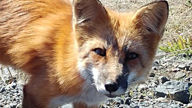 Fox at cattle point