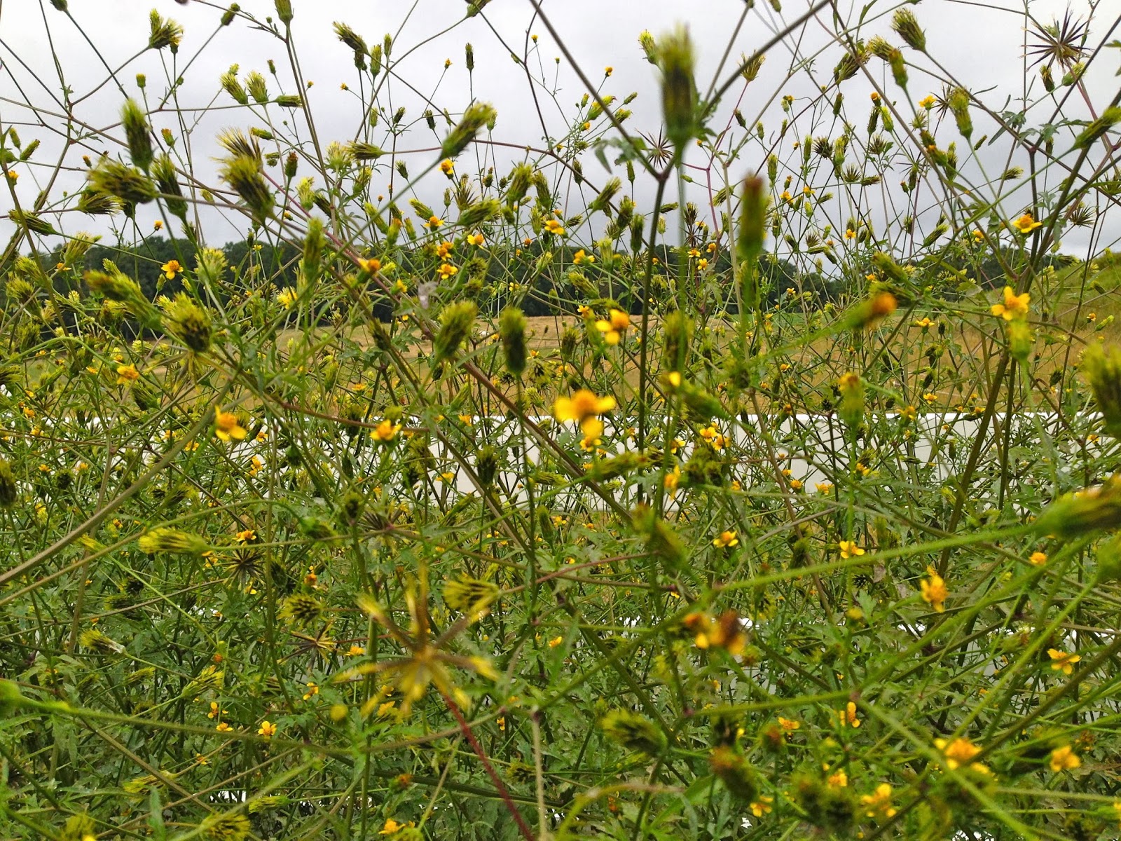 Hoot Owl Karma Hitchhiker