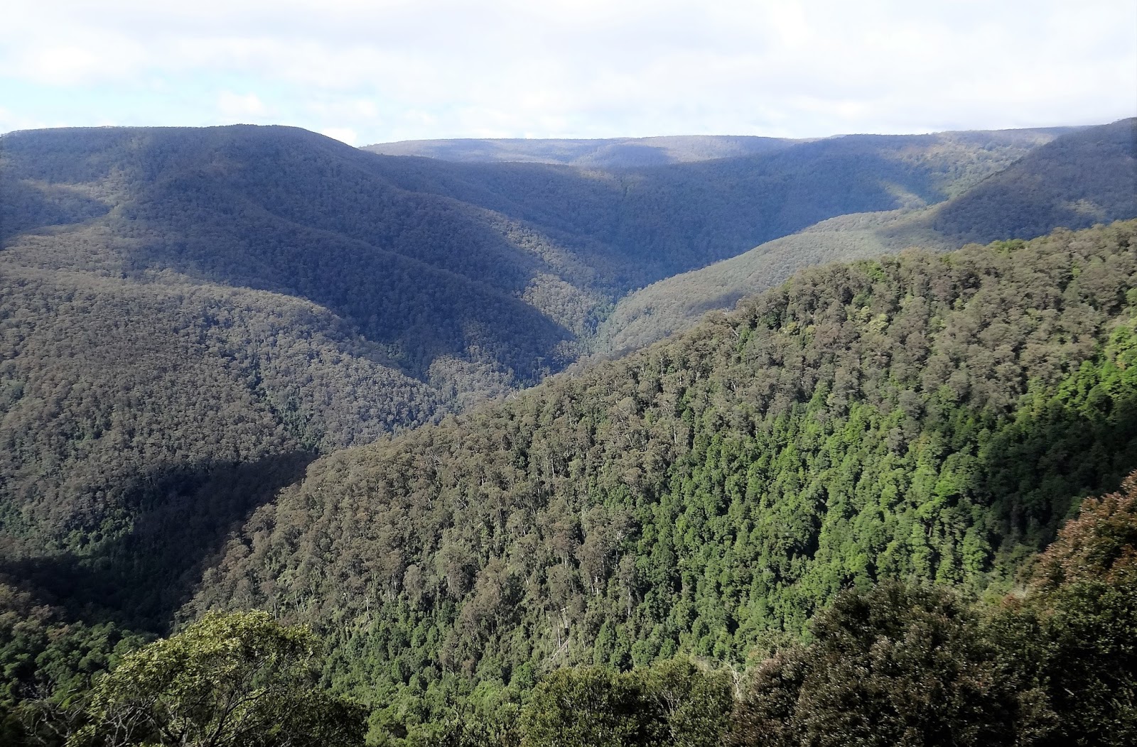 sunshinecoastbirds: Barrington Tops Looking Good
