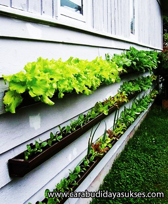 Cara Budidaya Tanaman pada Lahan Sempit | Situs Cara Budidaya Sukses